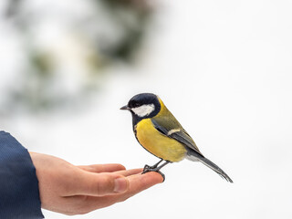 Naklejka premium A tit sits on a man's hand and eats seeds.