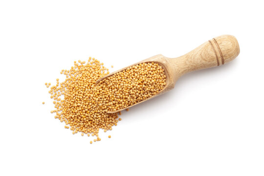 Top view of a wooden scoop filled with Organic Yellow Mustard seeds (Sinapis alba). Isolated on a white background.