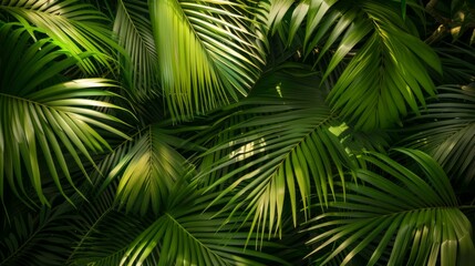 A vibrant display of rich green palm leaves forming a dense natural canopy, showcasing the lushness and vitality of tropical foliage with sunlight filtering through.