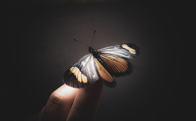  butterfly,Actinote discrepans resting on person's finger and dark background