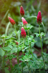 Blooming red clover on a summer meadow