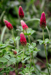 Blooming red clover on a summer meadow