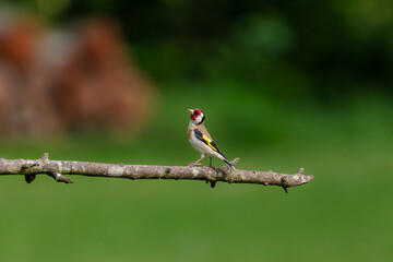 A European goldfinch (Carduelis carduelis) on a perch.