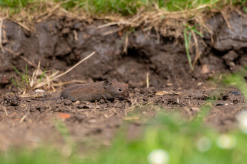 A European Bank vole (Myodes glareolus) collecting seeds on the ground.