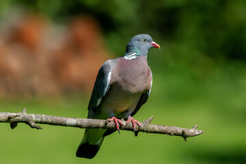 A Common wood pigeon (Columba palumbus) perching on a sunny day with blurred background.
