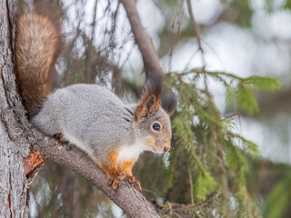 The squirrel with nut sits on tree in the winter or late autumn
