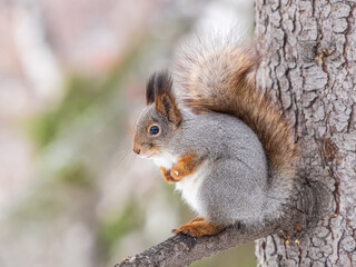 The squirrel with nut sits on tree in the winter or late autumn