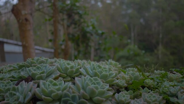 Succulent plant in nature