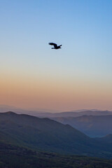 Bird during sunset in the mountains © Zaczuphoto