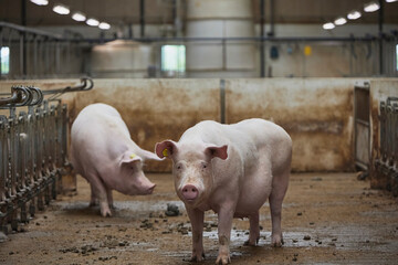 Pregnant sows on a modern farm in Denmark