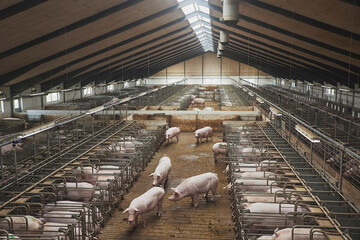 Pregnant sows on a modern farm in Denmark