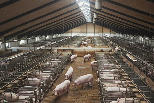 Pregnant sows on a modern farm in Denmark - Powered by Adobe