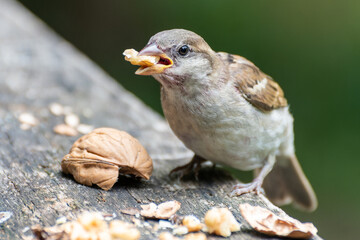 Spatz