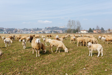 a flock of sheep grazing in a pasture watching in camera