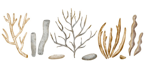 Underwater set of corals, algae, pebbles. Watercolor illustration, hand drawn nautical style, isolated for cards, posters, packaging, labels, invitations, congratulations