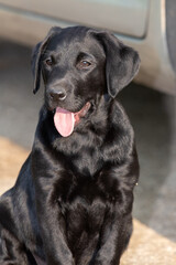 Portrait of a cure black Labrador puppy