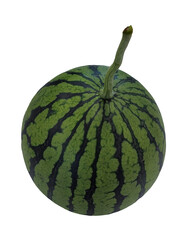 fresh watermelon, a close-up view of an apple watermelon, with a green rind and dark green stripes, a top view, with its stem prominently visible.