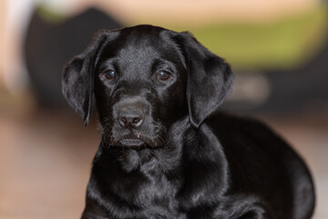 Close up portrait of a cute black Labrador puppy