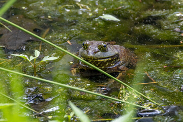 frog in the pond