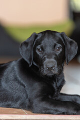 Close up portrait of a cute black Labrador puppy