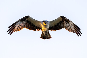 bird of prey