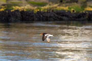 oyster catcher in flight