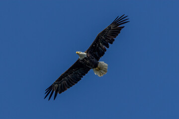 american bald eagle