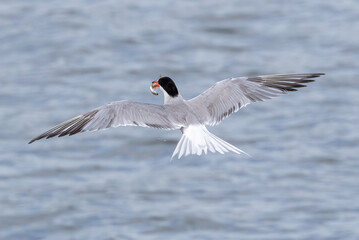 black headed gull