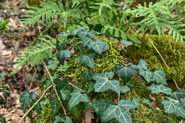 Green Ivy and Ferns in a Forest Setting