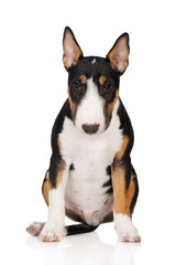 tricolor miniature bull terrier puppy sitting on white studio background