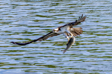 osprey with fish