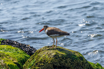 oyster catcher 