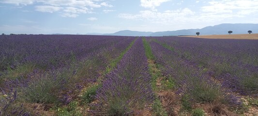 Fototapeta premium lavender field region