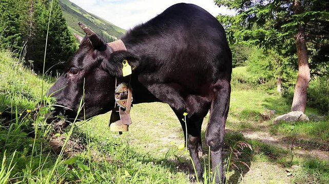 Video von einer schwarzen Kuh mit H&ouml;rnern und Kuhglocke im Gebirge von Tirol