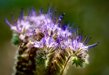 phacelia flowers