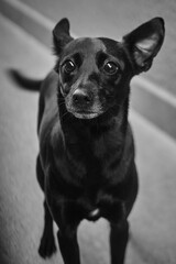 Obraz premium cachorro