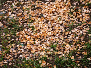 Area in a field full of pistachio nut shell which are scattered across the ground. Garbage in nature left after drinking party.