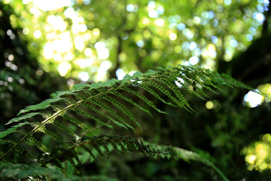 Close-up of fern leaves (Pteridophyta) against the bokeh effect of green sunny forest, Corchiano, Viterbo, Lazio, Italy
