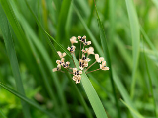 ハタケニラの黒い種子