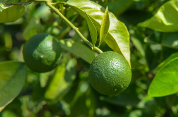 close up of young green oranges hanging on the tree