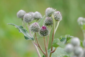 spines of large burdock inflorescence close-up