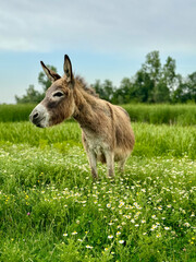 Lonely donkey grazing in the summer meadow 