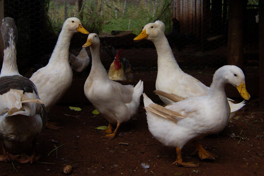 Patos, gansos e marrecos
