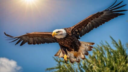 Bald eagle in flight