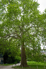 Fototapeta premium un arbre centenaire du jardin des plantes dans le centre de Paris en France