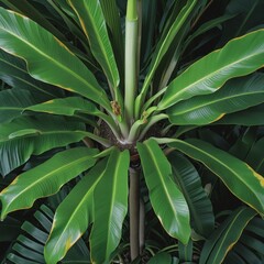 Bird's eye view of a banana tree in a lush tropical jungle landscape