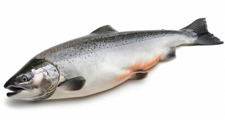 Naklejka premium Spawning Chinook salmon, Pacific salmon