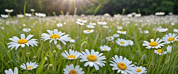 Beautiful graphic design featuring a charming day scene with chamomile flowers, green grass fields, and a pastel blue sky perfect for greeting cards, garden illustrations, or summer nature backgrounds