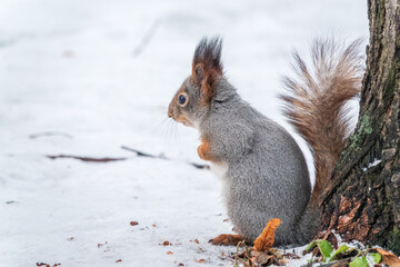 Portrait of a squirrel in winter on white snow background