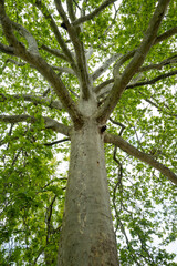 Fototapeta premium un arbre centenaire du jardin des plantes dans le centre de Paris en France